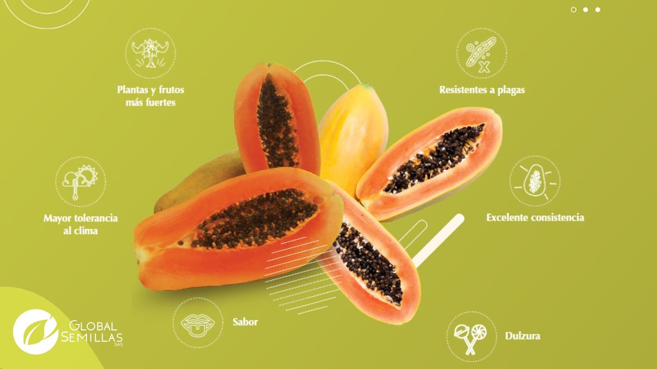 Charla Técnica Nutrición del Cultivo de Papaya - Carigen - Global Semillas SAS