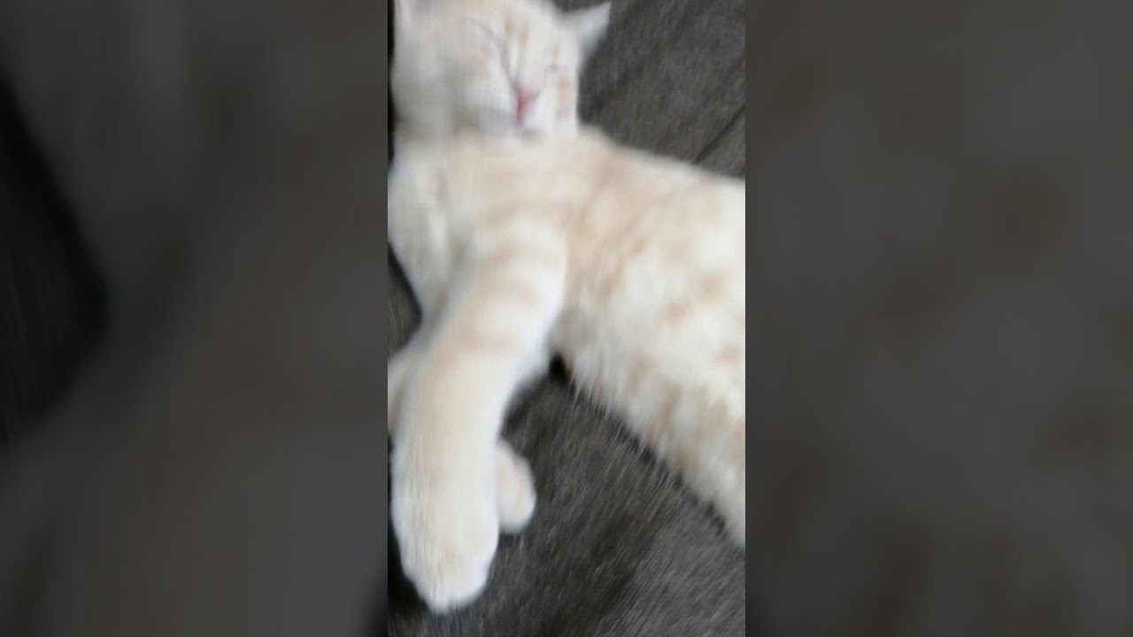寝ている猫
