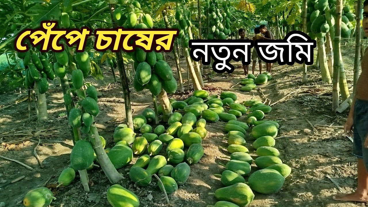 পেঁপে চাষের জন্য নতুন জমি প্রস্তুত।  Agro Krishi BD. 