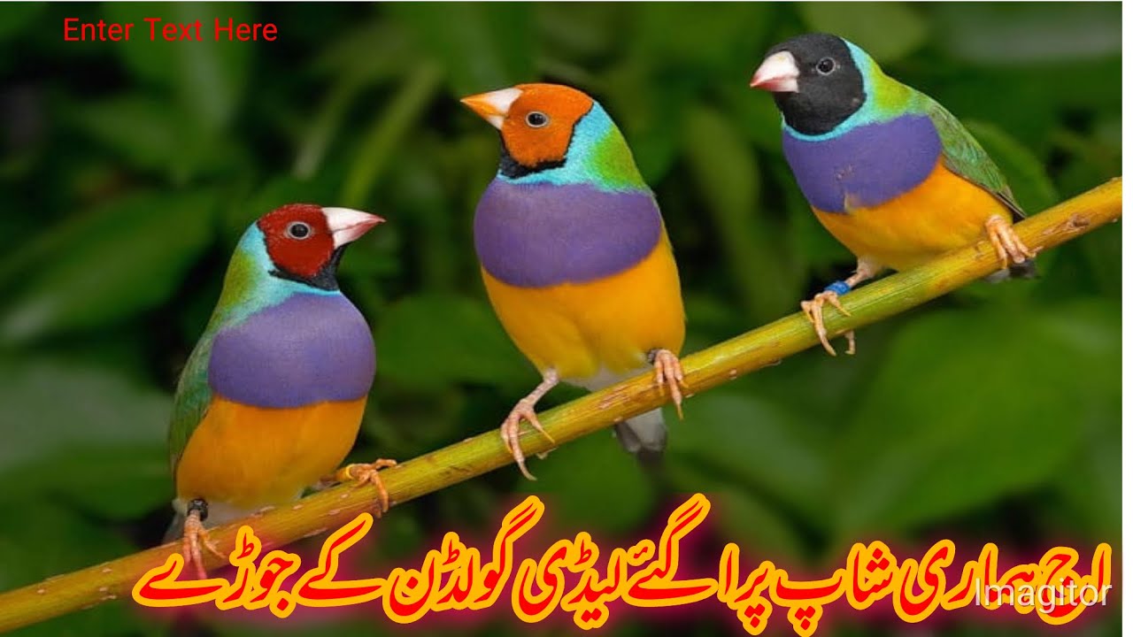 Aaj hamari shop per a gaye lady Golden ke jode 🐦‍⬛🐦‍⬛