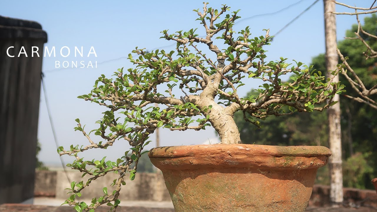 Carmona Microphylla Bonsai |  Fukien Tea Bonsai