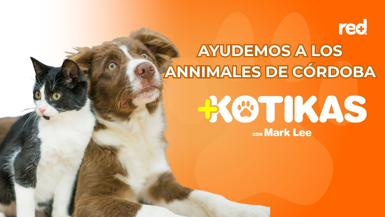 Así se puede ayudar a los animales de Córdoba | Maskotikas