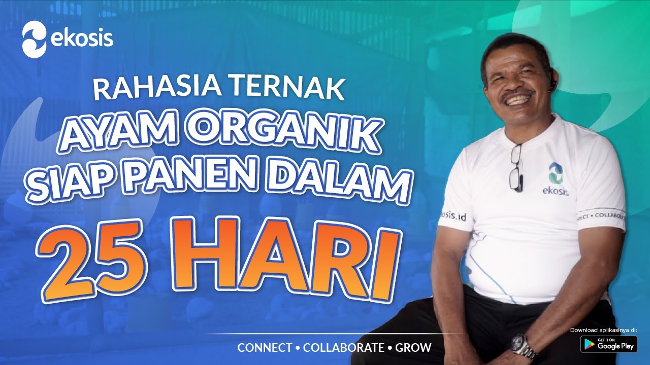 Rahasia Ternak Ayam Organik Siap Panen Dalam 25 Hari
