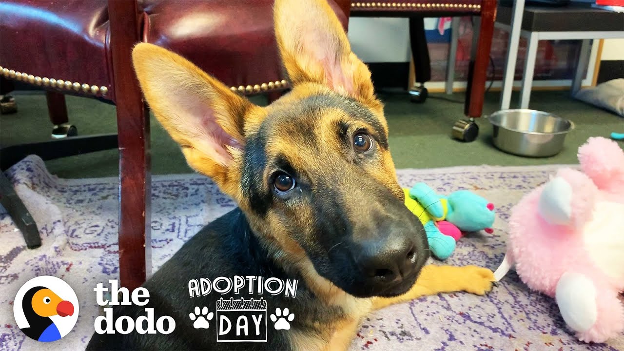 Very Special German Shepherd Puppy Finds A Brother Who Just Gets Him | The Dodo Adoption Day