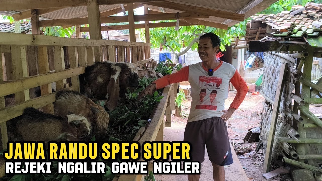 Pak Ponijo gatal ternak kambing Jawa randu