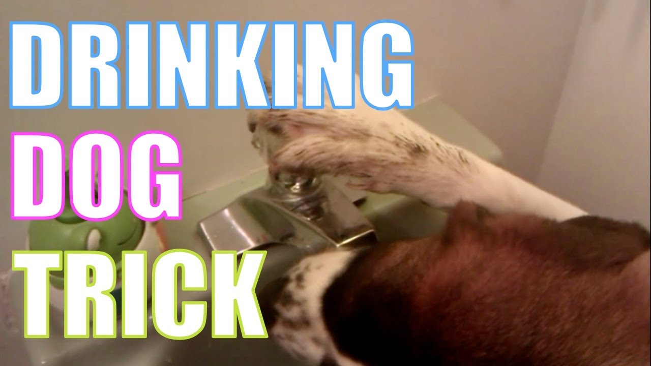 Smart Dog Drinks From Bathroom Sink