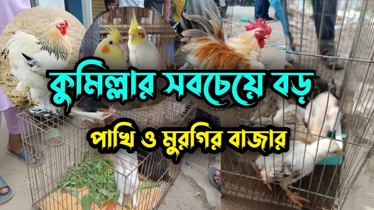কুমিল্লার সবচেয়ে বড় পাখির বাজার। কুমিল্লা দিদার মার্কেট। #সততা_এগ্রো #khamar24 