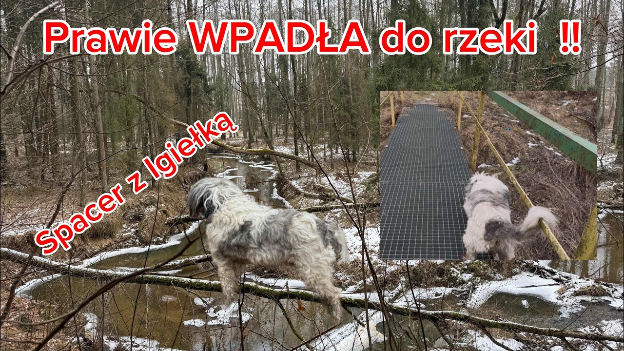 Czy IGIEŁKĘ dopada STAROŚĆ  ???