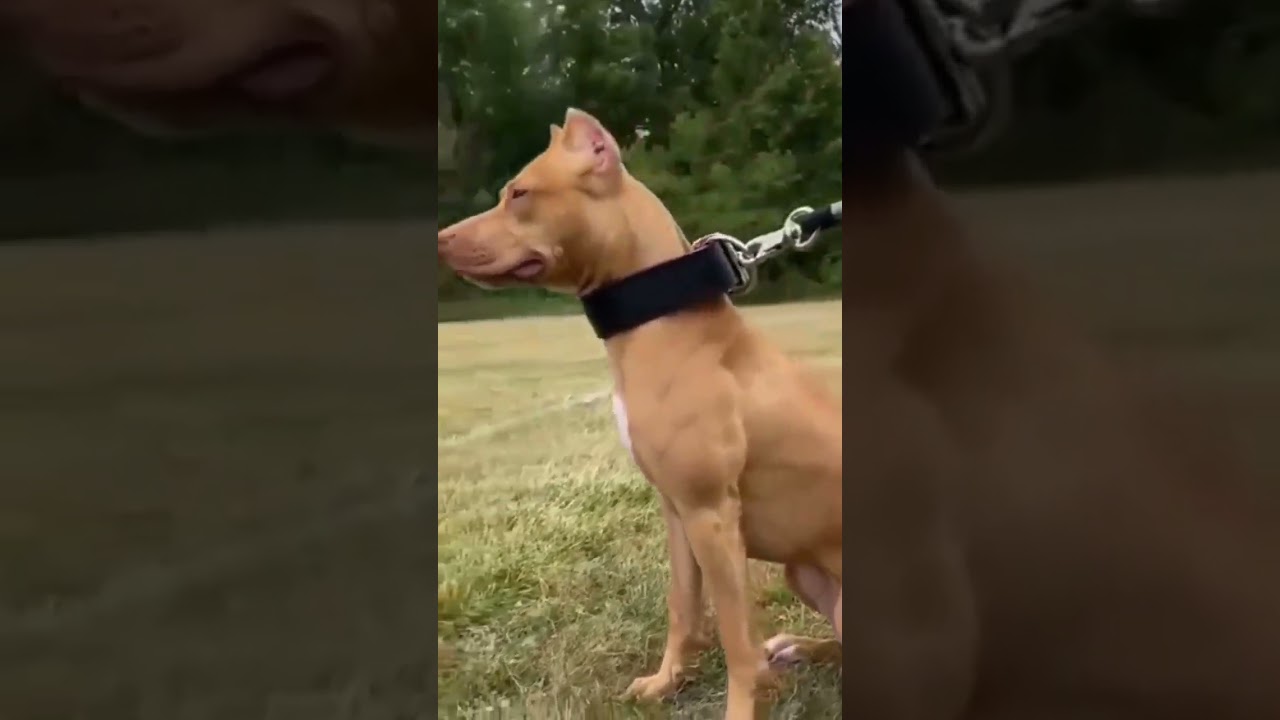 #dog#dogfight#dogfunny#dogs#doglover#baby#cartoon#bhoot#comedy#car#video#viral#trendingshorts#shorts