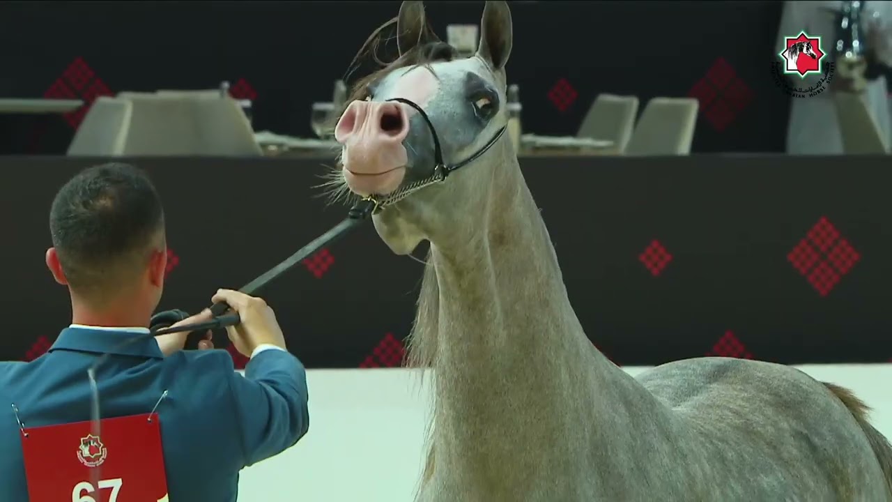 67 - KH MALATH - ABU DHABI INTERNATIONAL ARABIAN HORSE CHAMPIONSHIP 2026