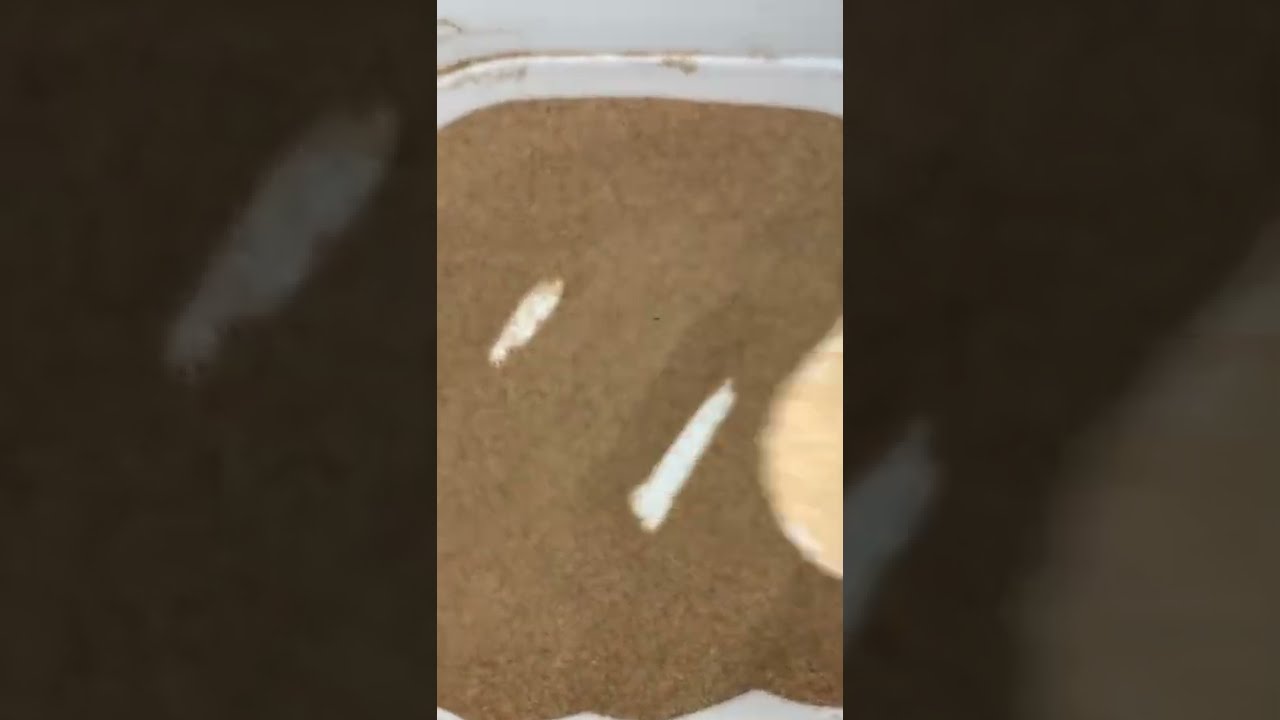 Desert sand chewing. #sand #chewings #asmr #crunch