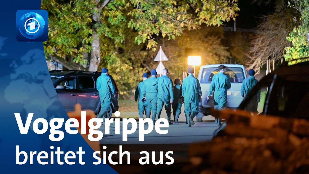 Hunderte Kraniche verendet: Mehrere Bundesl&auml;nder von Vogelgrippe betroffen
