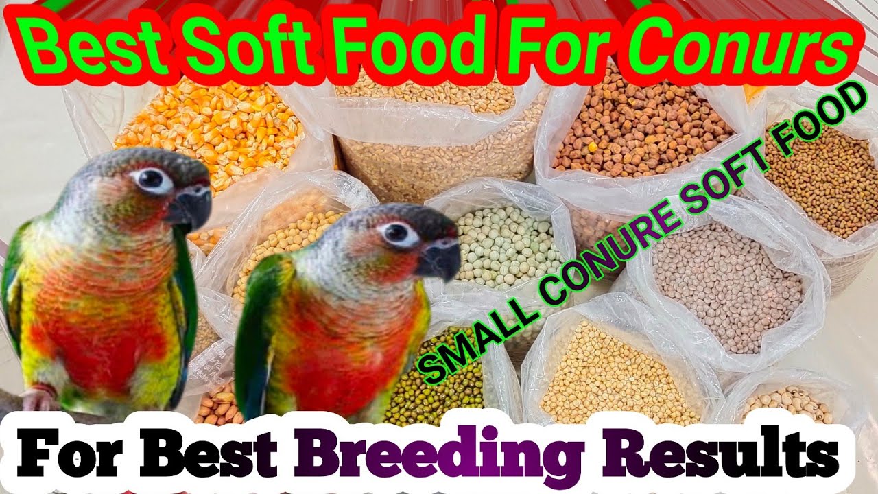 Green Cheek Conure Soft Food | Green Cheek Conure Favorite Food | Conures Soff Foods | Diet Conures