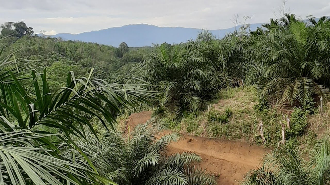 Buat jalan teras lahan kebun sawit terjal