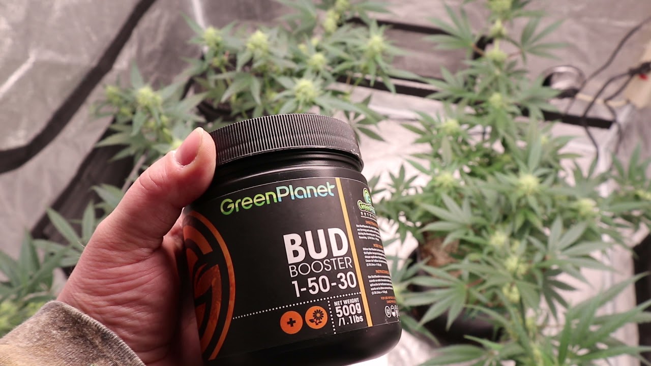 2021 Indoor Grow Week 4 In Bud Pt7