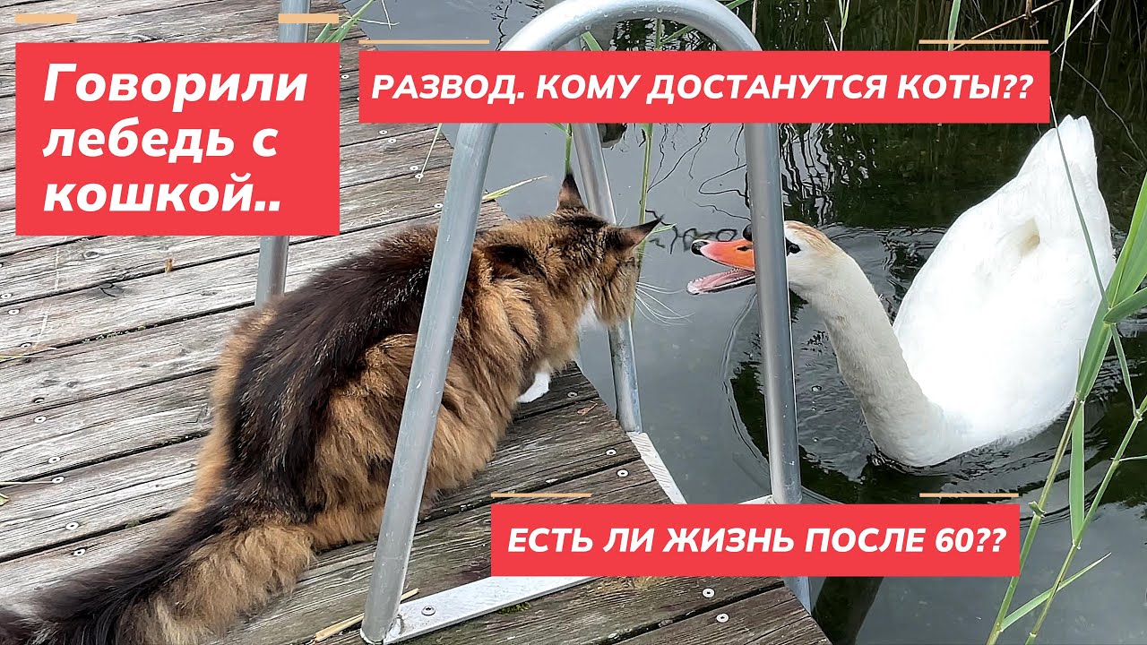 Развод. Есть ли жизнь после 60?  С кем останутся коты??