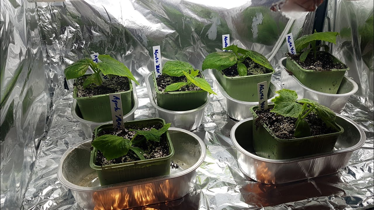 Trude Lever Livet - Plante om Agurk