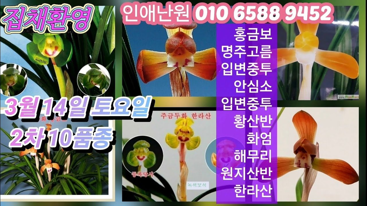 3월 14일 토/2차 홍금보 명주고름 입변중투 안심소 입변중투 황산반화 화엄 해무리 원지 한라산 10품종 판매합니다