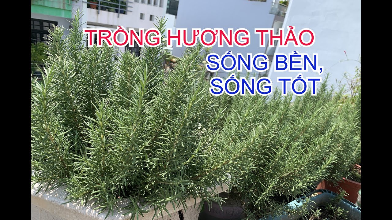 C&aacute;ch trồng c&acirc;y Hương Thảo tươi tốt, sống bền & c&aacute;ch gi&acirc;m c&agrave;nh