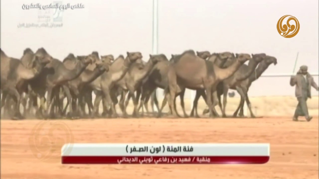 ملخص عروض الابل .( 100 - صفر )  والنتائج النهائية 26-1-2018م بمهرجان الملك عبدالعزيز للابل الثاني
