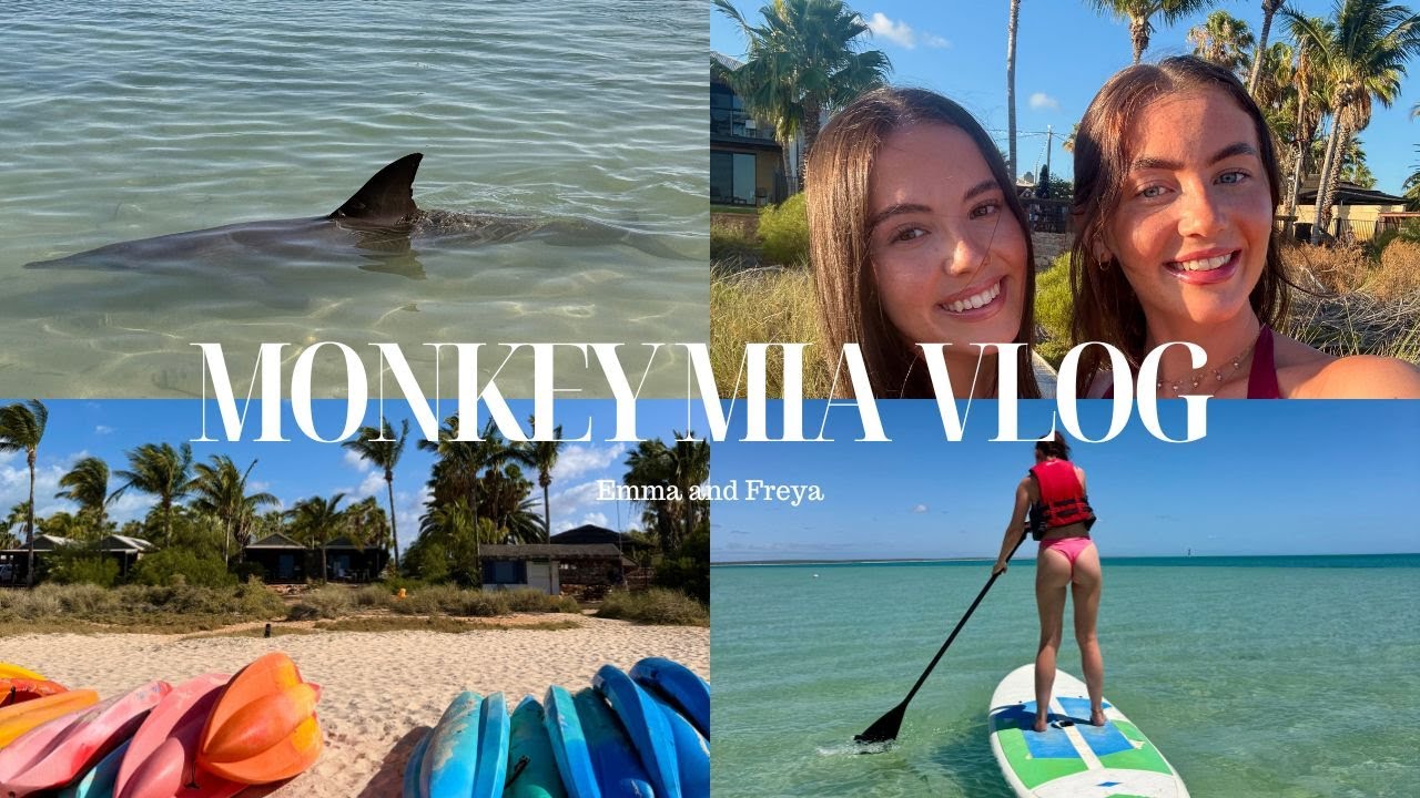 MONKEY MIA VLOG: paddle boarding with dolphins and emu attacks!