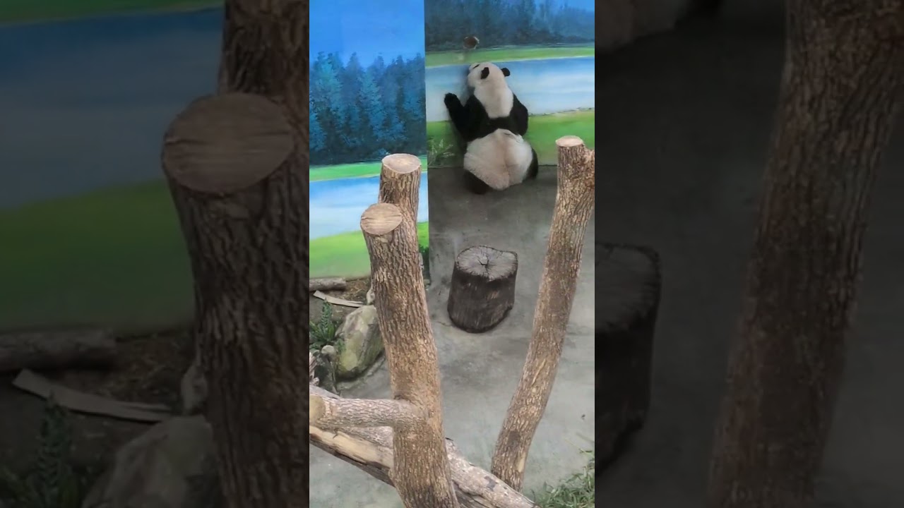 走來走去等待餵食的貓熊