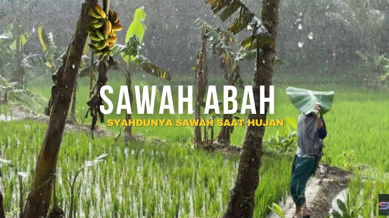 Sungguh menakjubkan jalan-jalan di Sawah Sore Hari saat Hujan Turun
