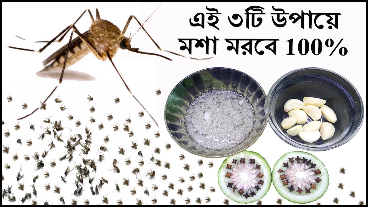 ঘর থেকে মশা তাড়ানোর ৩টি কার্যকরী কৌশল || How to kill mosquitoes in home