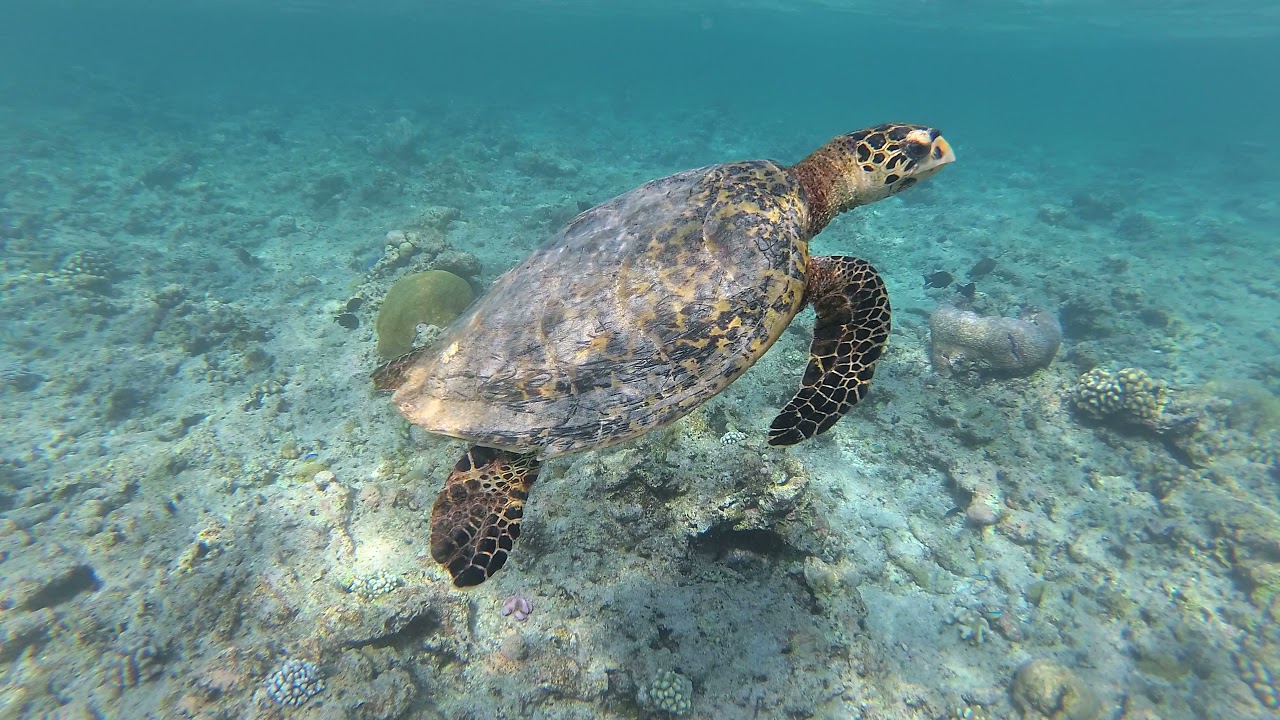 🇲🇻 Turtle Snorkeling 🐢 - Rasdhoo Bikini Beach, Maldives 🏝