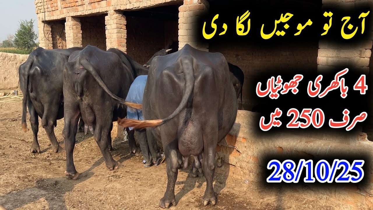 Noorahah ki 4 bakhri jhotiyan for sel|نورشاہ کی باکھری جھوٹیاں|eqrn from buffalo