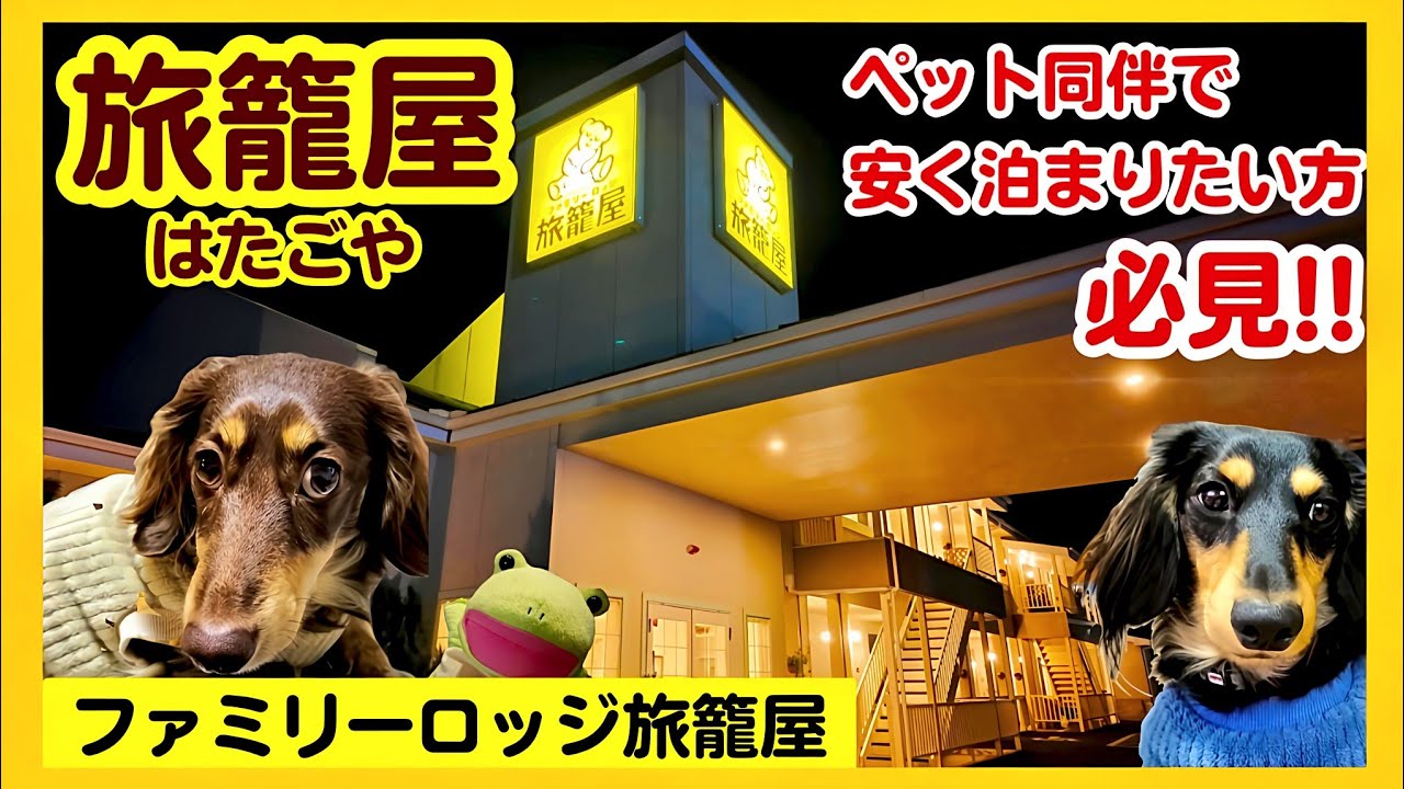 【旅籠屋】リーズナブルな宿泊料金でペットと泊まれる宿に泊まってみたので紹介します。【関西弁でしゃべる犬】