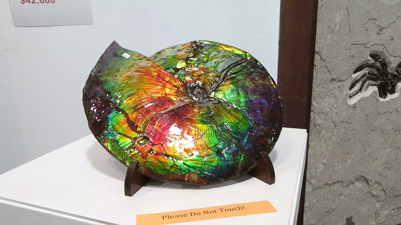 TUCSON MINERALS AND FOSSIL GALLERY. PART 2