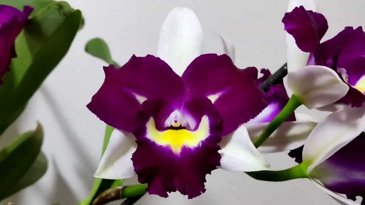 Summer bloom