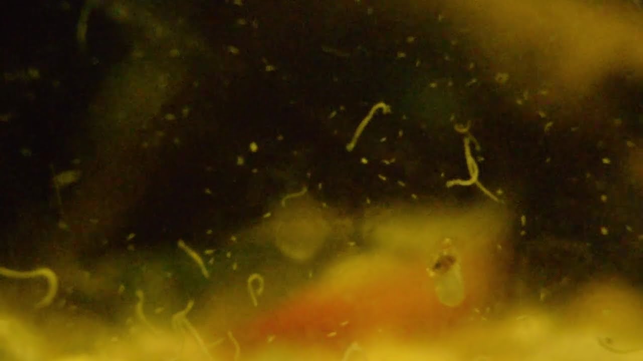 Shrimp 6