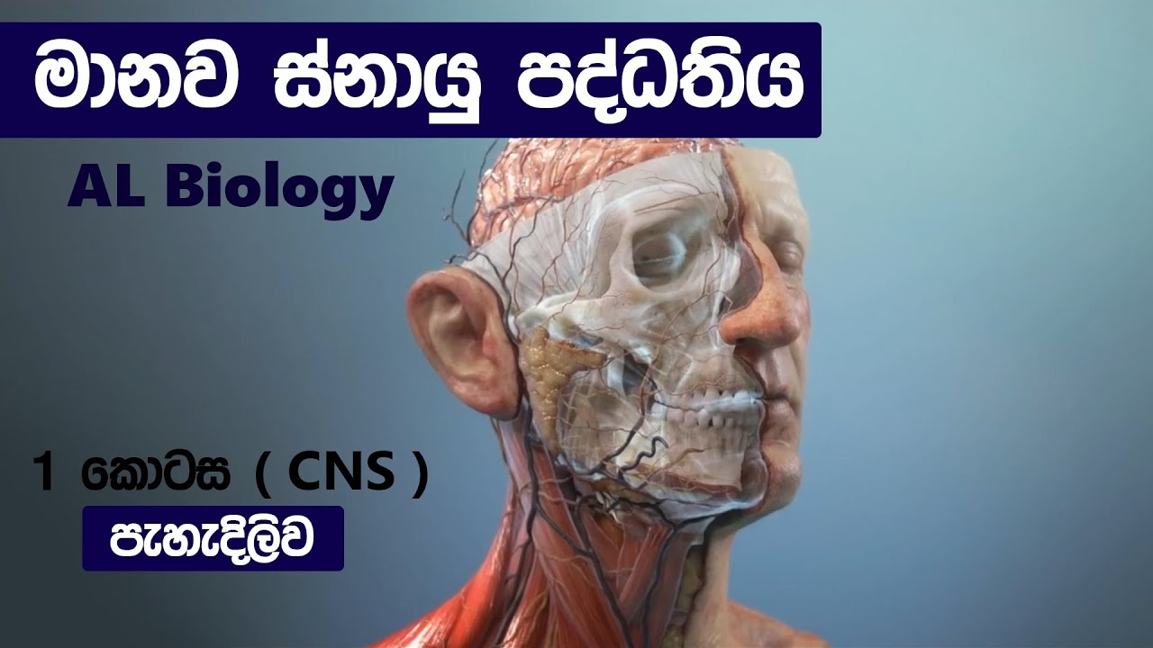 මානව ස්නායු පද්ධතිය 😍| human nervous system AL biology sinhala | snayu paddathiya