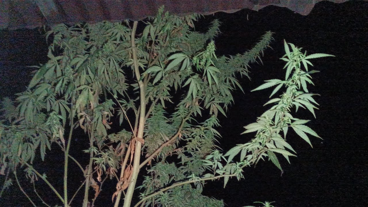 Pineapple Kush.!.