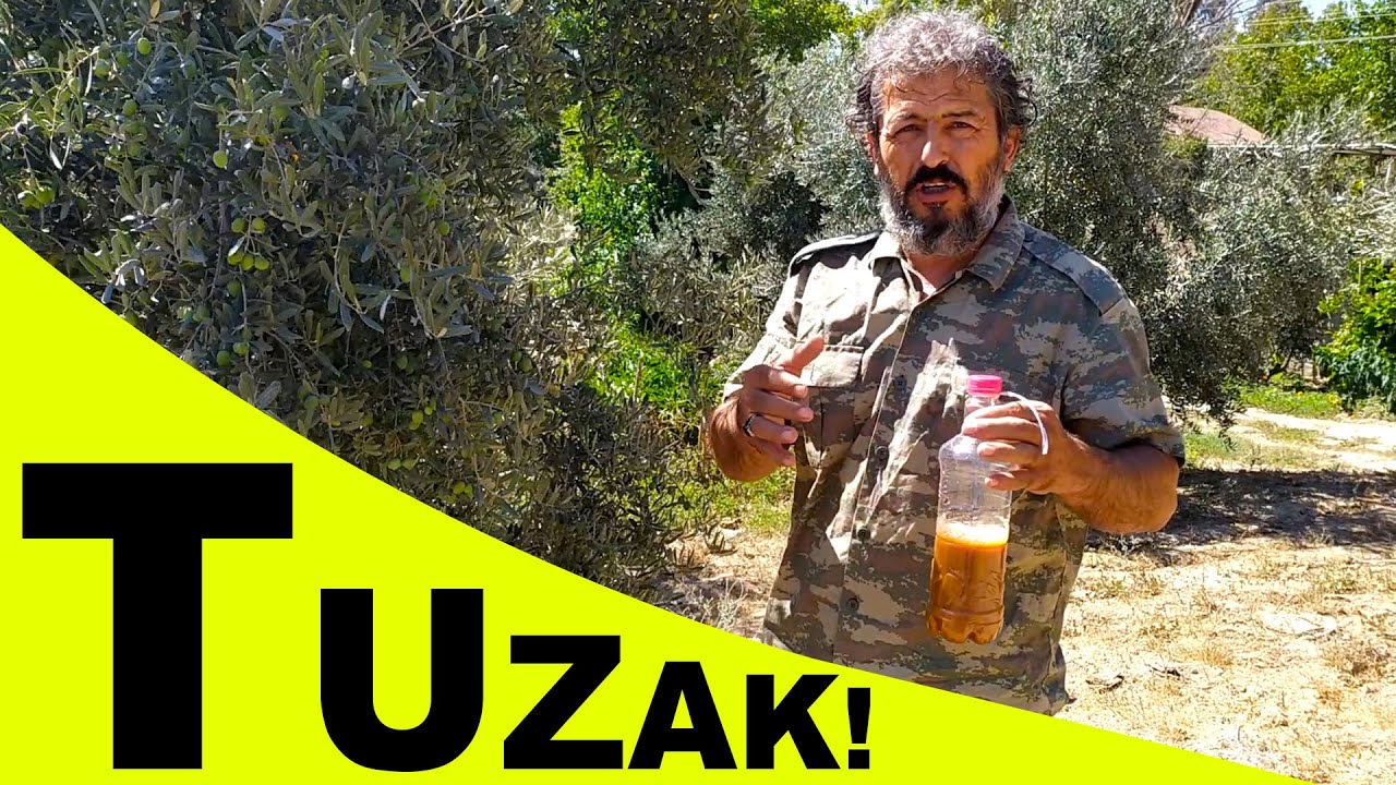 Zeytin Sineği İçin Maya Tuzağı || Bahçe Gezintisi