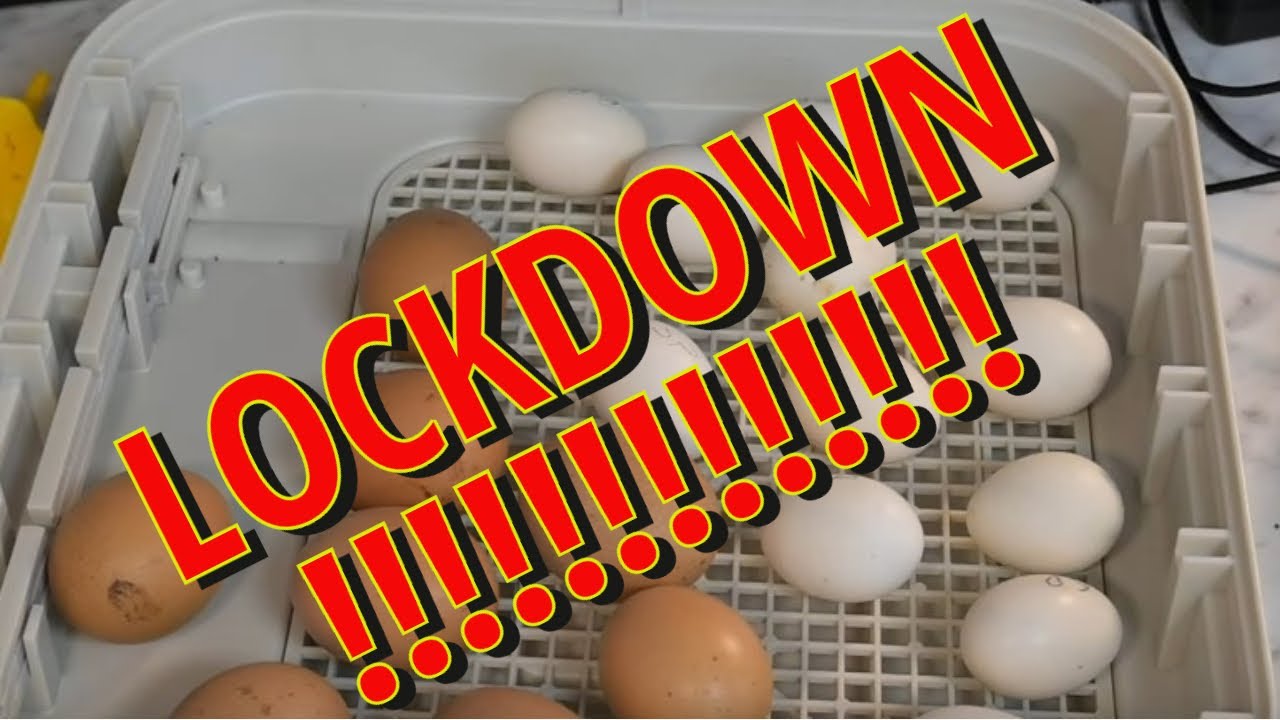 Incubator Lockdown with the Maticoopx 30 egg incubator.