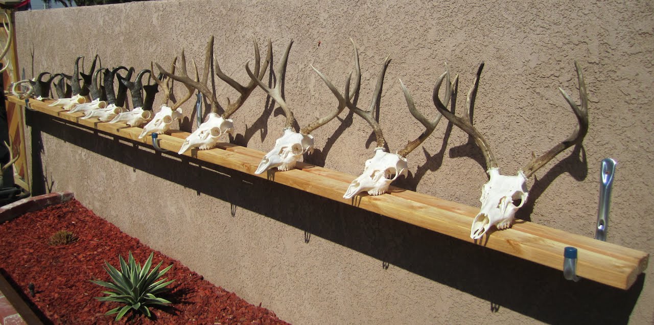 HOW TO CLEAN A DEER  SKULL EASY PROFESSIONAL METHOD