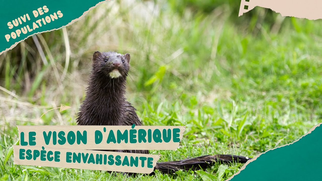 Protection des milieux naturels: le vison d'Am&eacute;rique une Esp&egrave;ce  Exotique Envahissante