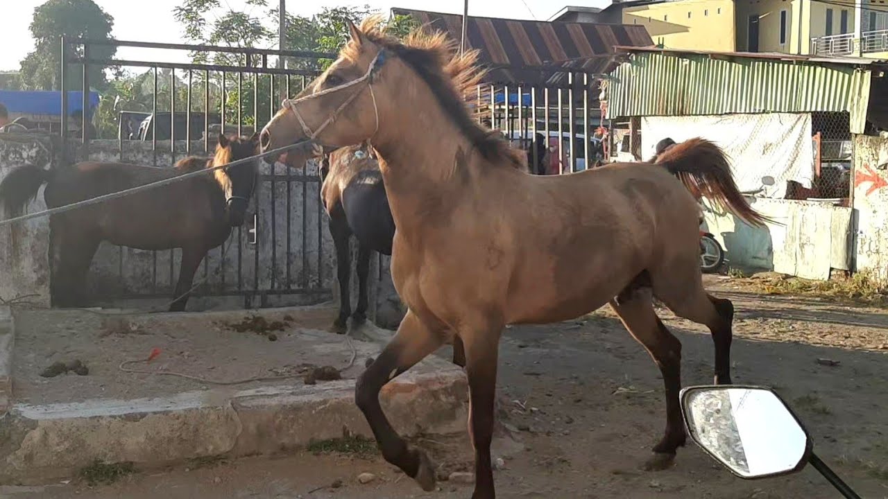 HORSE TRADERS ARE ENTERING THE MARKET WITH THEIR BEST HORSES | HORSE SALES BUSINESS