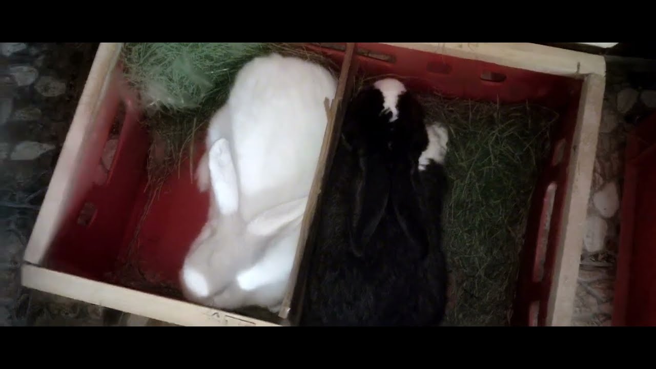 Noile achiziții 4 🐰🐰🐰🐰 și restul iepurilor