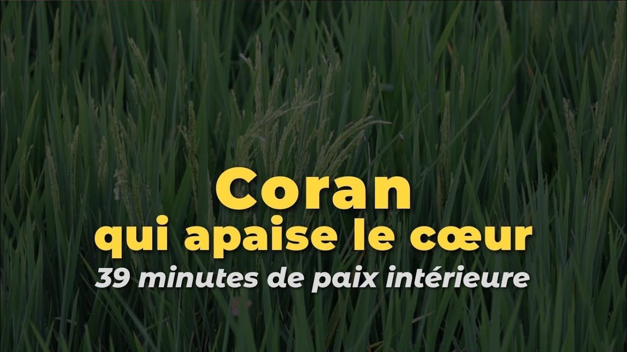 Coran — un remède pour le cœur | 39 minutes de sérénité #coran #paix #apaisement