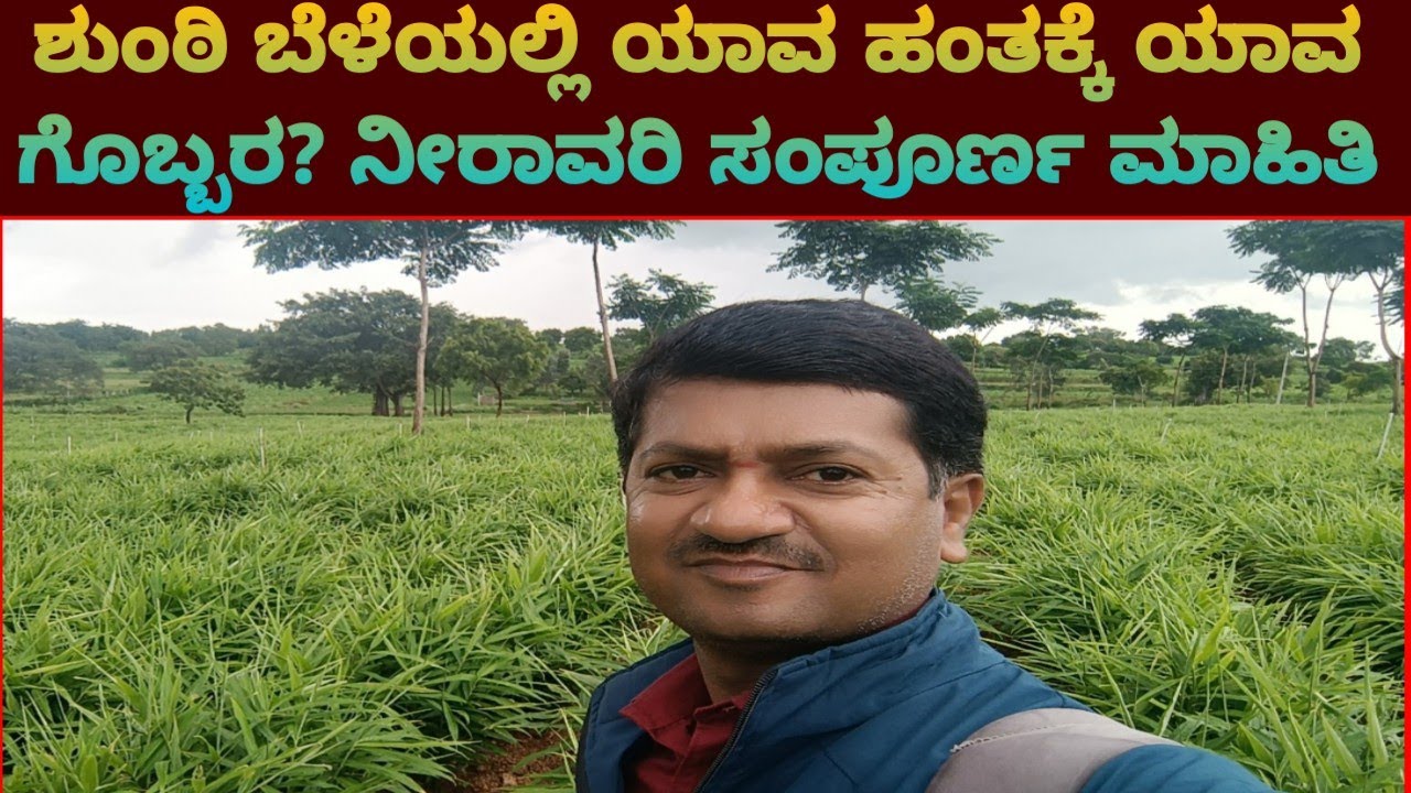 ಶುಂಠಿ ಬೆಳೆಯಲ್ಲಿ ಯಾವ ಹಂತಕ್ಕೆ ಯಾವ ಗೊಬ್ಬರ? ನೀರಾವರಿ ಸಂಪೂರ್ಣ ಮಾಹಿತಿ