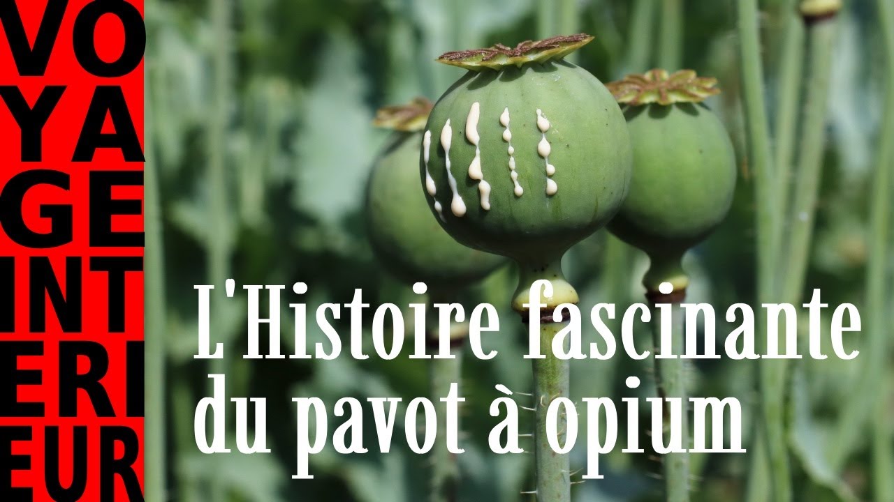 L'histoire fascinante du pavot &agrave; opium