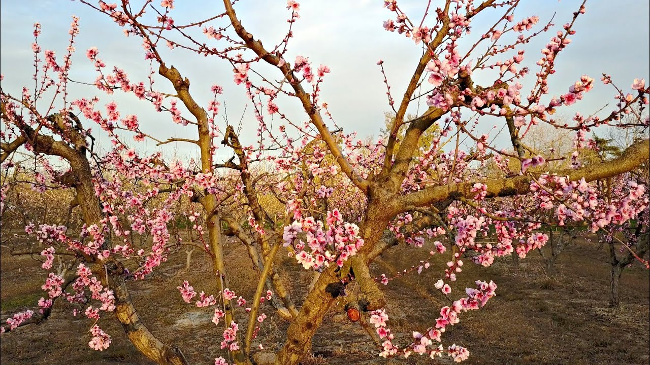 Best of California ~ Orchards in San Joaquin Valley