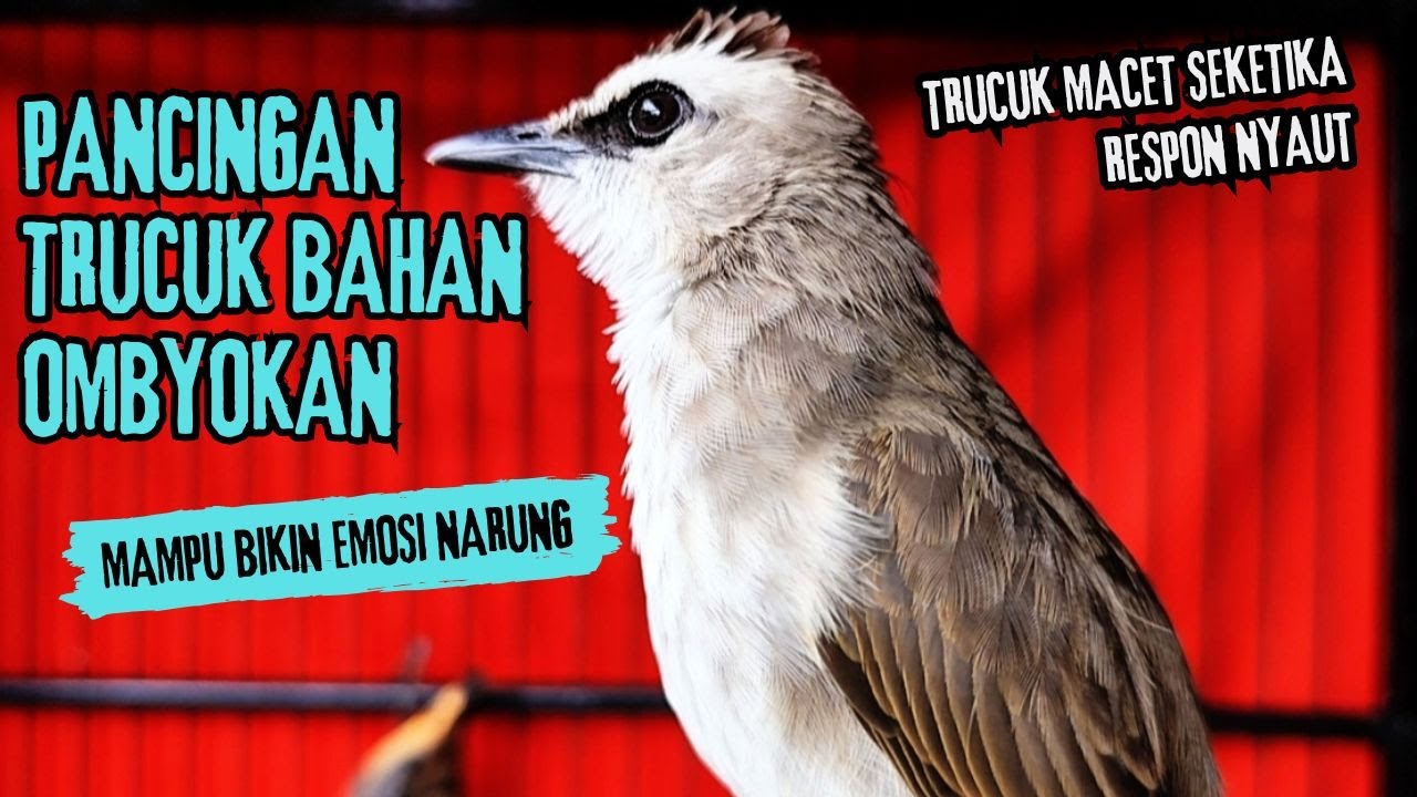 Trucukan Gacor ROPEL PANJANG Saat Subuh COCOK untuk Pancingan Trucuk BAHAN dan MASTERAN TRUCUK Paud
