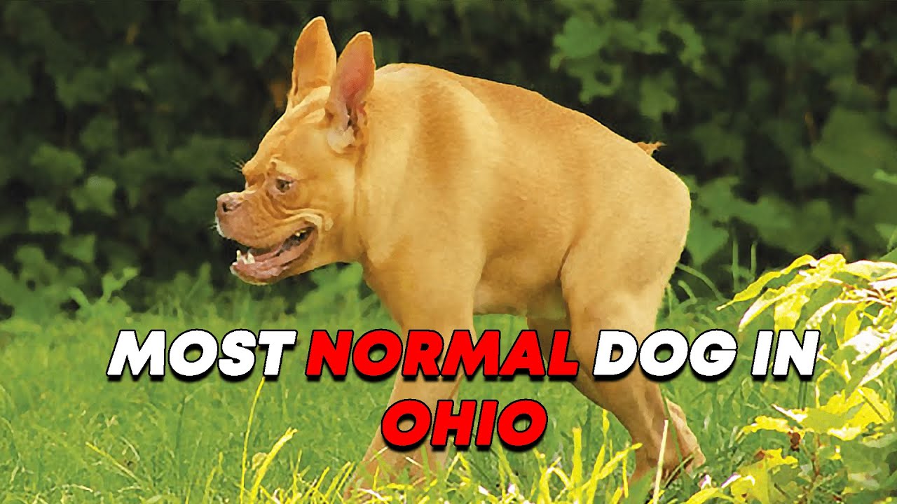 A NORMAL Day in OHIO || MEME COMPILATION