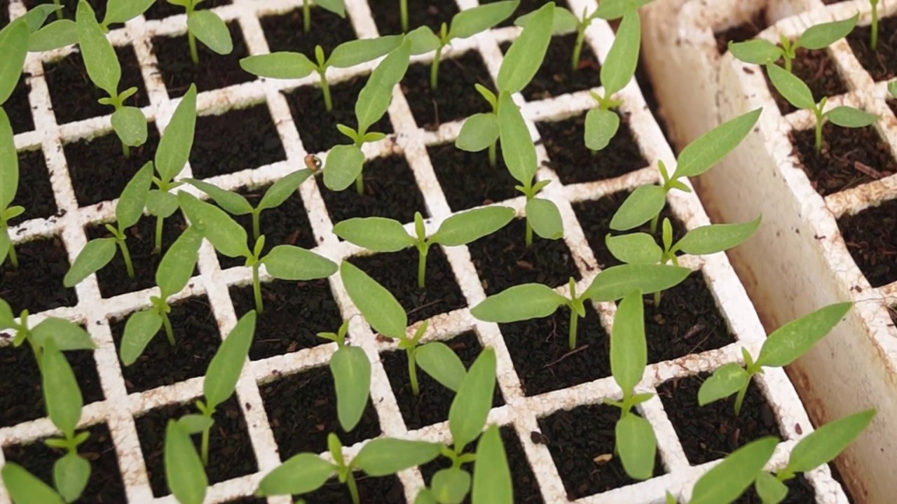 Aspectos básicos de un semillero para tomate y pimentón 1a parte