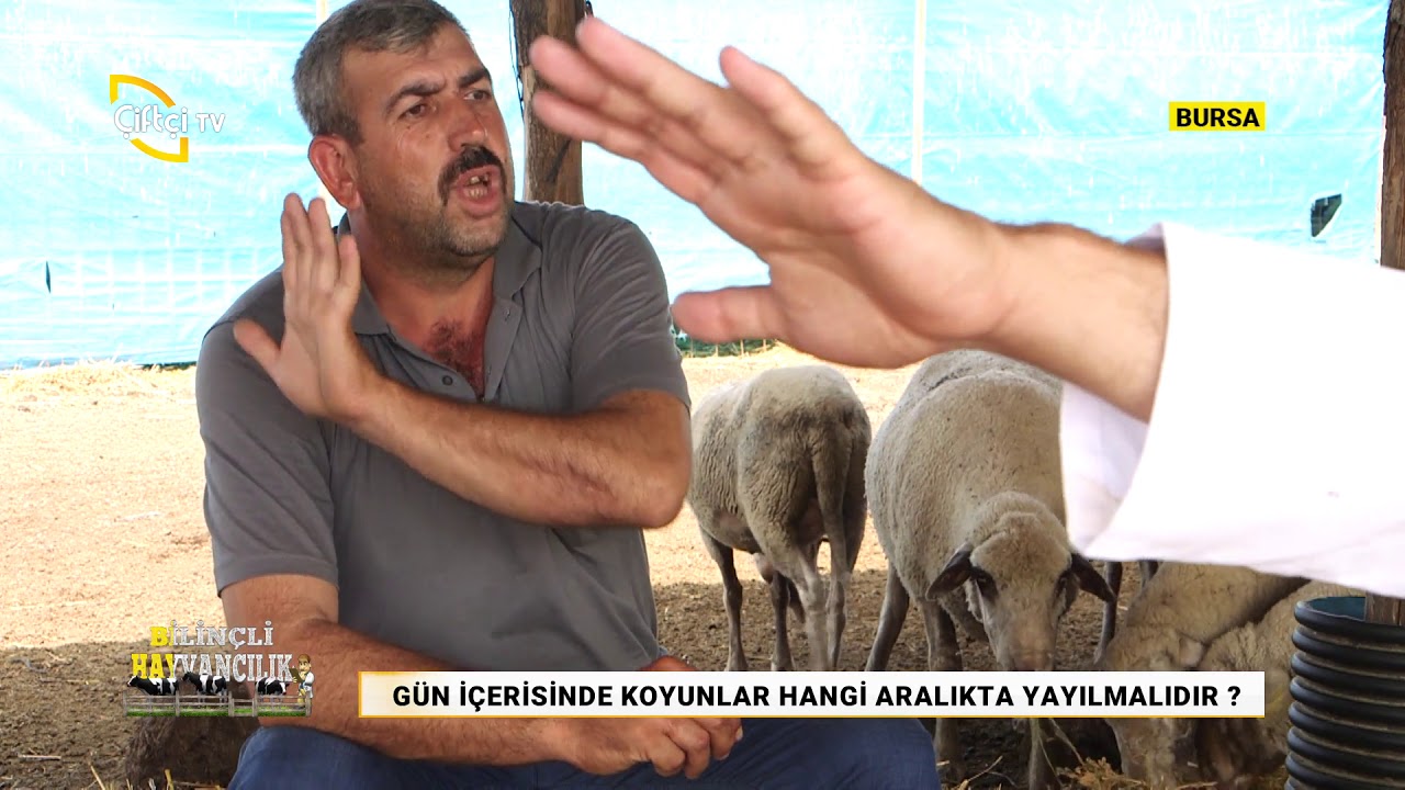Merinos Irkı Koyun Yetiştiriciliği - Bilinçli Hayvancılık / Çiftçi TV